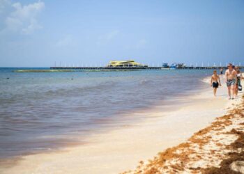 Playa del Carmen intensifica la batalla contra el sargazo con apoyo de Marina y Federación