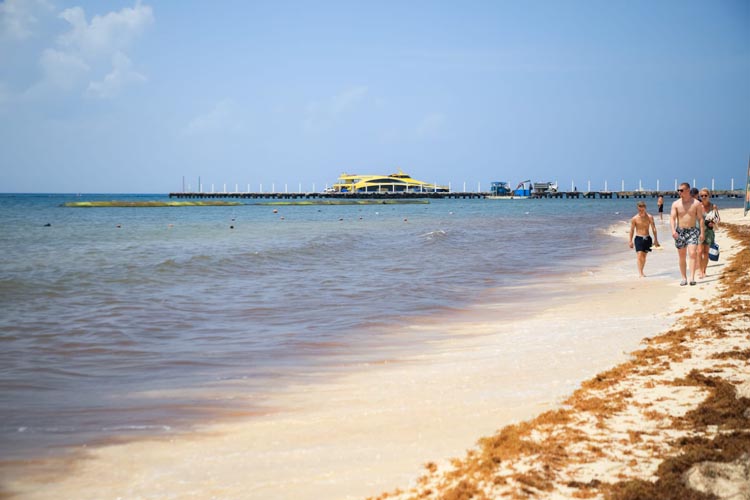 Playa del Carmen intensifica la batalla contra el sargazo con apoyo de Marina y Federación