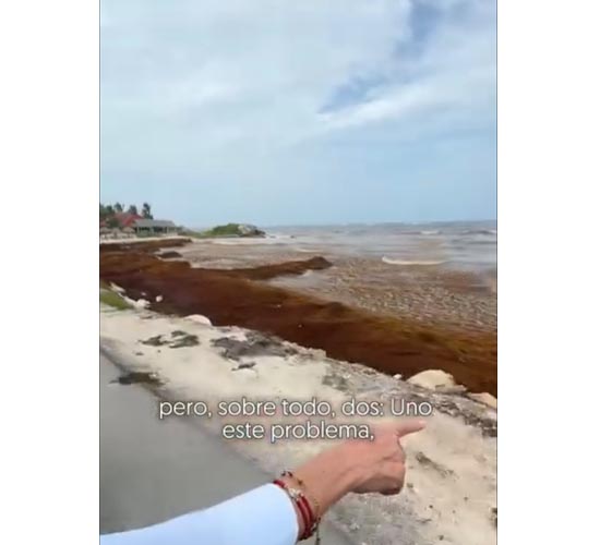 Sargazo pone en jaque al Caribe Mexicano y amenaza economía nacional
