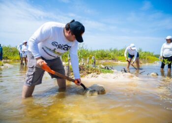 Hoteleros y ciudadanía unen esfuerzos para restaurar manglares en Punta Sur, Cozumel