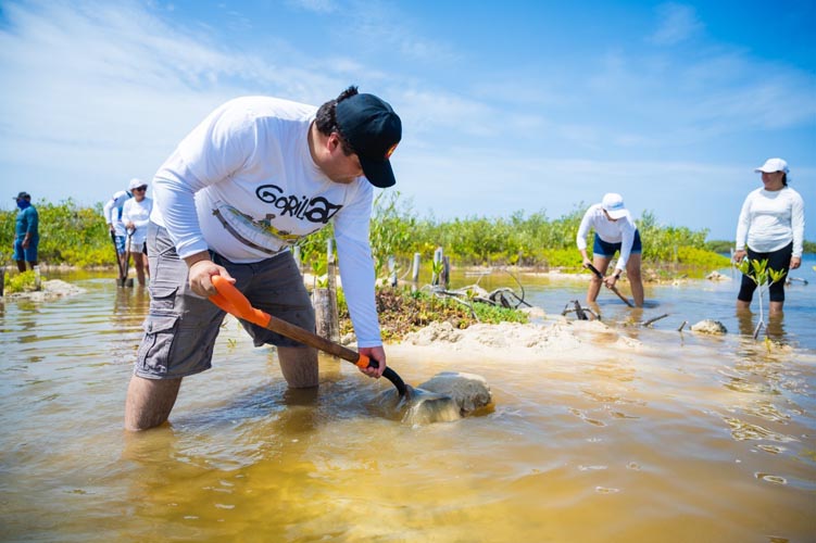 Hoteleros y ciudadanía unen esfuerzos para restaurar manglares en Punta Sur, Cozumel