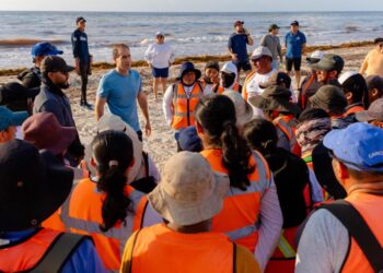Retiran 50 toneladas de sargazo en Tulum