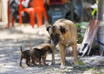 Impulsan reformas para fortalecer el bienestar animal en Quintana Roo