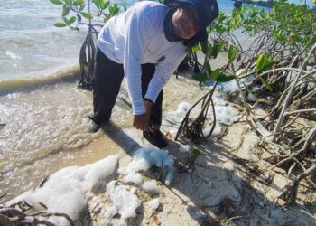 Siembran más de 6 mil propágulos de manglar en Cancún durante jornada nacional de reforestación