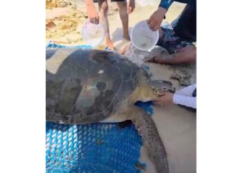 Rescatan y devuelven al mar una tortuga verde tras quedar varada en Playa San Martín, Cozumel