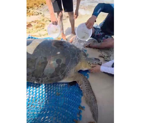 Rescatan y devuelven al mar una tortuga verde tras quedar varada en Playa San Martín, Cozumel