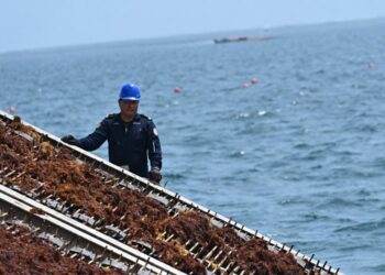 Marina acelera ofensiva contra el sargazo; duplicará capacidad de recolección en Quintana Roo