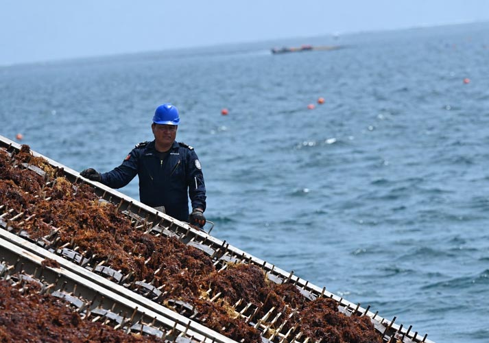 Marina acelera ofensiva contra el sargazo; duplicará capacidad de recolección en Quintana Roo