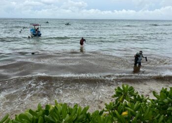 Ciencia internacional se suma a la batalla contra el sargazo en el Caribe mexicano