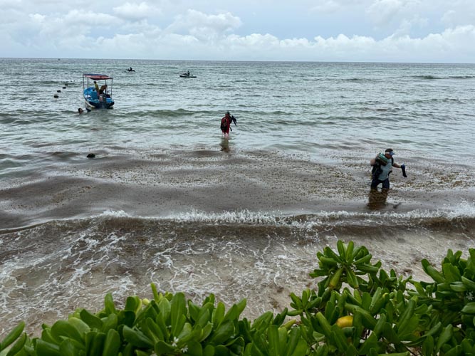 Ciencia internacional se suma a la batalla contra el sargazo en el Caribe mexicano