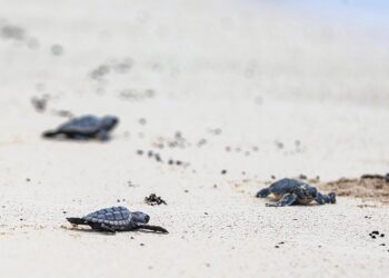 Piden no tocar tortugas marinas tras viralización de video en Cancún