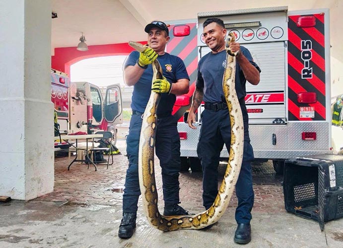 Fauna silvestre, bajo resguardo: Protección Civil refuerza acciones de rescate en Playa del Carmen