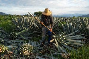 De tequila, mezcal y otros brindis:
Celebra el Mes Patrio con Civitatis
en Pueblos Mágicos