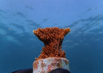 Recolectan gametos de coral Cuerno de Alce para fortalecer arrecifes del Caribe Mexicano