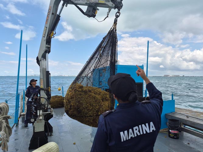 Marina lleva la batalla contra el sargazo mar adentro y refuerza limpieza en playas