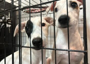 Albergue animal de Cancún, rebasado: resguarda a 96 perros y gatos