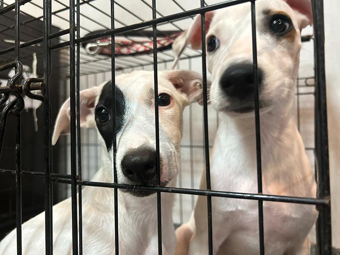 Albergue animal de Cancún, rebasado: resguarda a 96 perros y gatos