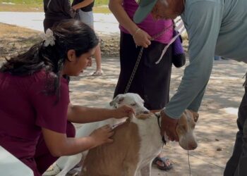 IMSS llama a prevenir la rabia
