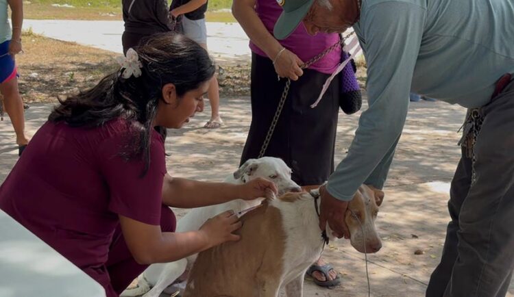 IMSS llama a prevenir la rabia