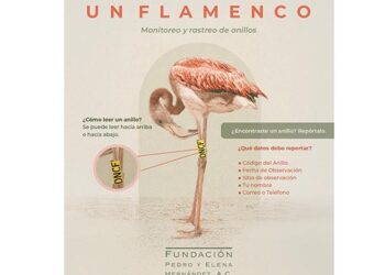 Flamencos anillados en Yucatán llegan hasta Venezuela