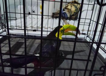 Bomberos rescatan a un tucán tras chocar contra una vivienda en Carrillo Puerto