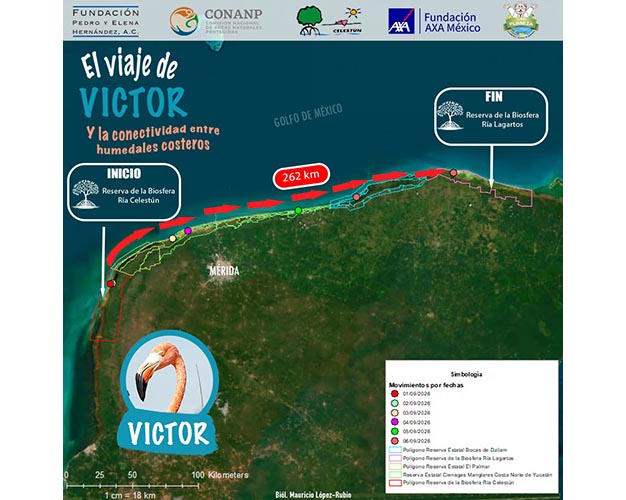 Flamenco “Víctor” recorre 262 kilómetros por los humedales de Yucatán