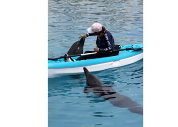 Profepa mantiene bajo vigilancia a nueve delfines asegurados en Dolphin Connection Cancún