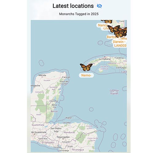 Revelan misterios del trayecto de la mariposa por el Caribe