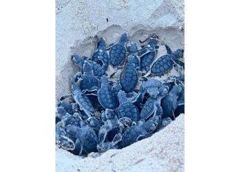 Protegen 625 nidos de tortuga en Cozumel