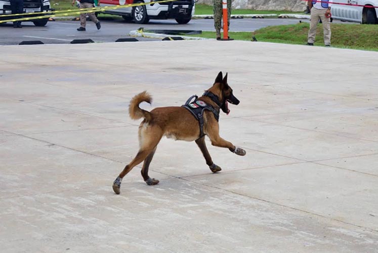 Fortalecen unidades caninas