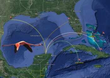 Flamencos recorren más de 5,500 kilómetros