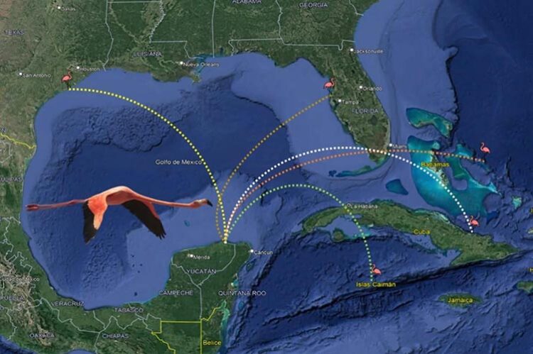 Flamencos recorren más de 5,500 kilómetros