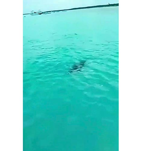 Cocodrilo sorprende a turistas dentro del mar en El Cielo, Cozumel