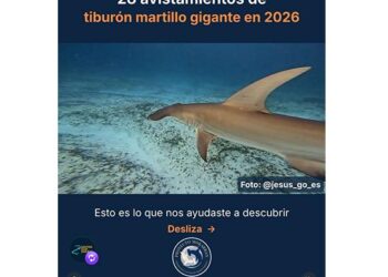 Reportan 28 avistamientos de tiburón martillo en Quintana Roo