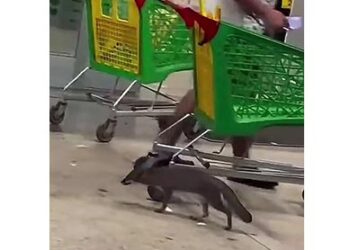Confirman rabia en zorra gris hallada en estacionamiento de Bodega Aurrera en Cancún