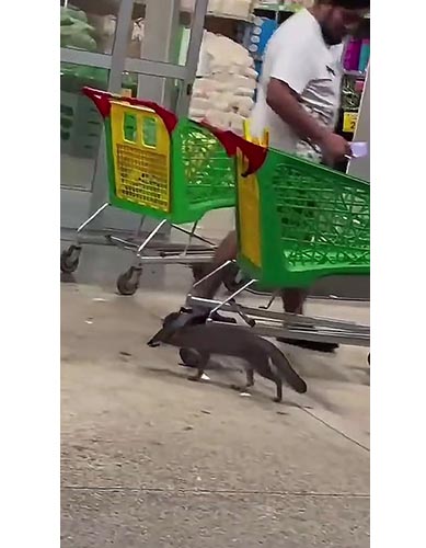 Confirman rabia en zorra gris hallada en estacionamiento de Bodega Aurrera en Cancún