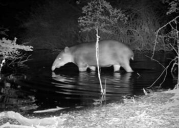 Fototrampas revelan la vida del tapir en Sian Ka’an