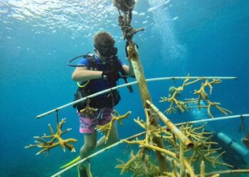 Cozumel busca recuperar sus arrecifes: cuidan mil 500 fragmentos de coral en Chankanaab