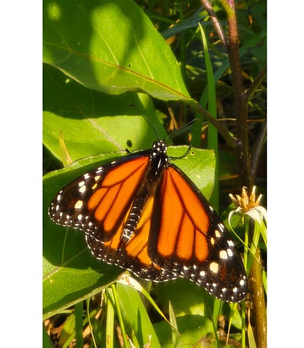 Avistan mariposa monarca en Cozumel